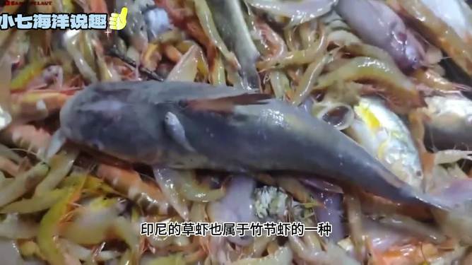 一网打尽美味海鲜秘籍，最新捕海虾技巧大揭秘！